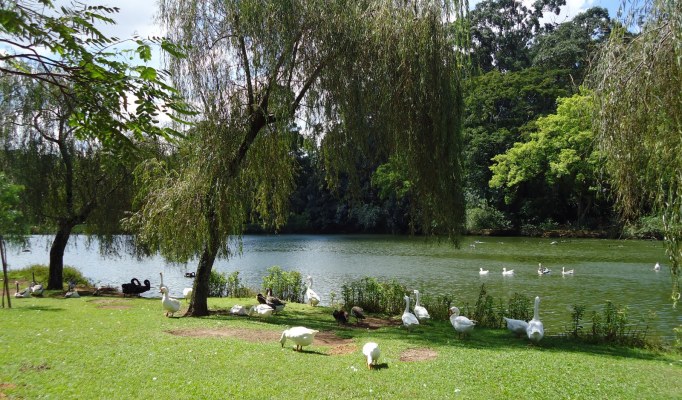 lago do parque